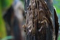 close up detail of banana tree trunk Royalty Free Stock Photo