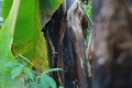 close up detail of banana tree trunk Royalty Free Stock Photo