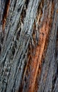 Close up detail of the bark on an Australian redgum tree.