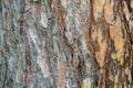 Close up detail with the bark tree trunk of Pinus sylvestris, the Scots pine, Scotch pine or Baltic pine Royalty Free Stock Photo