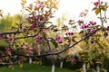 Close-up detail beautiful apple tree branch with blossoming pink flower against warm sunset sun light in frui garden at