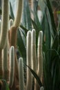 Close up detail of a beautiful and impressive big vertical grown succulent cactus