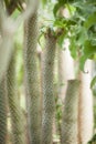 Close up detail of a beautiful and impressive big vertical succulent cactus,