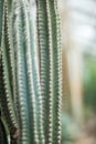 Close up detail of a beautiful and impressive big vertical succulent cactus,