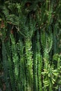 Close up detail of a beautiful and impressive spurge succulent cactus