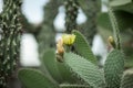 Close up detail of beautiful opuntia, prickly pear cactus with yellow blossom