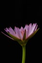 Close up detail blooming pink water lily flower with stem, isolated on black background Royalty Free Stock Photo