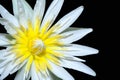 Close up detail blooming white yellow water lily flower isolated on black background Royalty Free Stock Photo