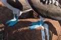 Close Up of feet of Blue footed booby,  North Seymour, Galapagos Islands, Ecuador Royalty Free Stock Photo