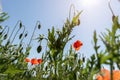 Close up detail bottom view of bright red blossoming poppy flower on beautiful green wildflower grassland against blue