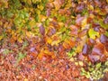 CLOSE UP: Detail of a brightly coloured leaves changing colors in vivid autumn Royalty Free Stock Photo