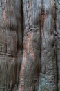 Close-up Detail of  Bulbous Textured Tree Bark Royalty Free Stock Photo