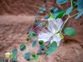 Close up detail with Capparis spinosa purple flower blooming. The caper bush, also called Flinders rose plant