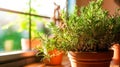 A close up detail captures the vibrant greenery of fresh rosemary herb Royalty Free Stock Photo