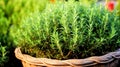 A close up detail captures the vibrant greenery of fresh rosemary herb Royalty Free Stock Photo