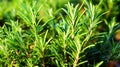 A close up detail captures the vibrant greenery of fresh rosemary herb Royalty Free Stock Photo