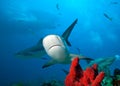 Close up detail of Caribbean reef shark. Royalty Free Stock Photo