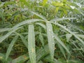 Close up of detail cassava leaves exposed to rain