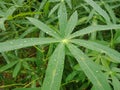 Close up of detail cassava leaves exposed to rain