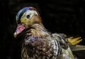 Female Mandarin Duck Royalty Free Stock Photo