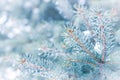 Close-up detail of Christmas evergreen tree branches with snow and water droplets with copy space Royalty Free Stock Photo