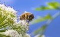 Close-Up Detail of a Drone Hover Fly Eristalis tenax Feeding on a Cow Parsley Flower Anthriscus sylvestris on a Sunny Day in S Royalty Free Stock Photo