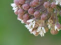 Close up Detail of Common Milkweed Flower Cluster in Bloom