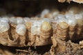 Close up of detail of construction of a wasp nest.