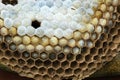 Close up of detail of construction of a wasp nest.