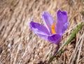 Close up detail with a Crocus heuffelianus or Crocus vernus spring crocus, giant crocus purple flower blooming Royalty Free Stock Photo