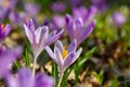 Close up detail with a Crocus heuffelianus or Crocus vernus spring giant crocus. purple flower blooming in the forest Royalty Free Stock Photo