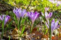 Close up detail with a Crocus heuffelianus or Crocus vernus spring giant crocus. purple flower blooming in the forest Royalty Free Stock Photo