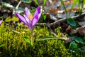 Close up detail with a Crocus heuffelianus or Crocus vernus spring giant crocus. purple flower blooming in the forest Royalty Free Stock Photo