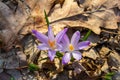 Close up detail with a Crocus heuffelianus or Crocus vernus spring giant crocus. purple flower blooming in the forest Royalty Free Stock Photo