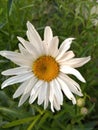Close Up Detail Daisy of White Daisy Flower