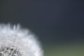 Close up of dandelion seed head Royalty Free Stock Photo