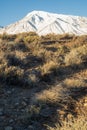 Desert plants on hill with snowy peak in Eastern Sierra Nevada mountains California Royalty Free Stock Photo