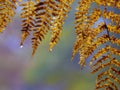 CLOSE UP: Detail of a dew waterdrop dropping off a yellow fern in autumn Royalty Free Stock Photo