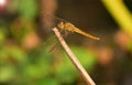 Close up detail of dragonfly. dragonfly image is wild with blur background. Dragonfly isolated. Royalty Free Stock Photo