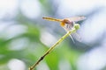 Close up detail of dragonfly. dragonfly image is wild Royalty Free Stock Photo