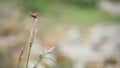 Close up detail of dragonfly resting and flying off a flower in the wild with a blur background. Dragonfly on flower