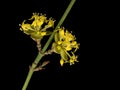 Cornus masaka Cornelian cherry, European cornel, dogwood - macro Royalty Free Stock Photo