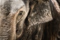 Elephant detail: A captivating close-up of a magnificent creature Royalty Free Stock Photo