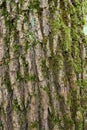 Close-up detail of oak tree bark with moss Royalty Free Stock Photo