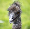 Close up detail of emu/ostrich head Royalty Free Stock Photo