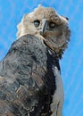 Harpy Eagle Royalty Free Stock Photo