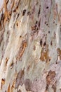 Close up detail from eucalyptus tree bark Royalty Free Stock Photo