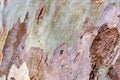 Close up detail from eucalyptus tree bark Royalty Free Stock Photo