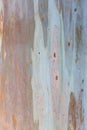 Close up detail from eucalyptus tree bark Royalty Free Stock Photo
