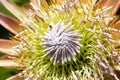 Exotic Protea plant in flower Royalty Free Stock Photo